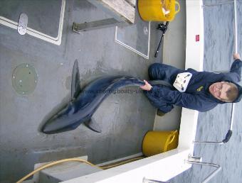 70 lb Blue Shark by marcus