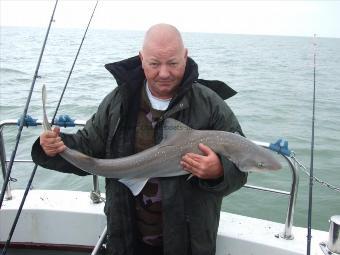 16 lb 4 oz Starry Smooth-hound by Steve Kuta