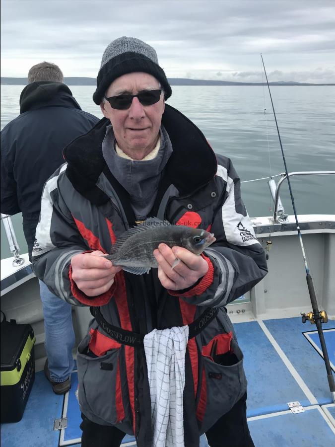 1 lb Black Sea Bream by Chris