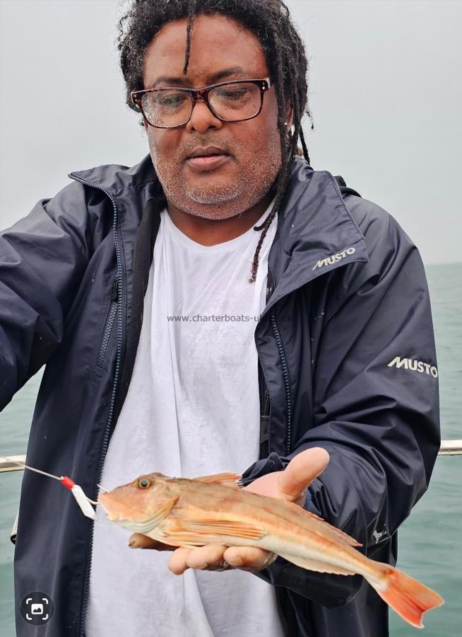 1 lb Red Gurnard by Jude