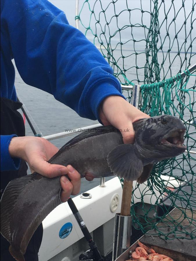 3 lb Wolf Fish by Unknown