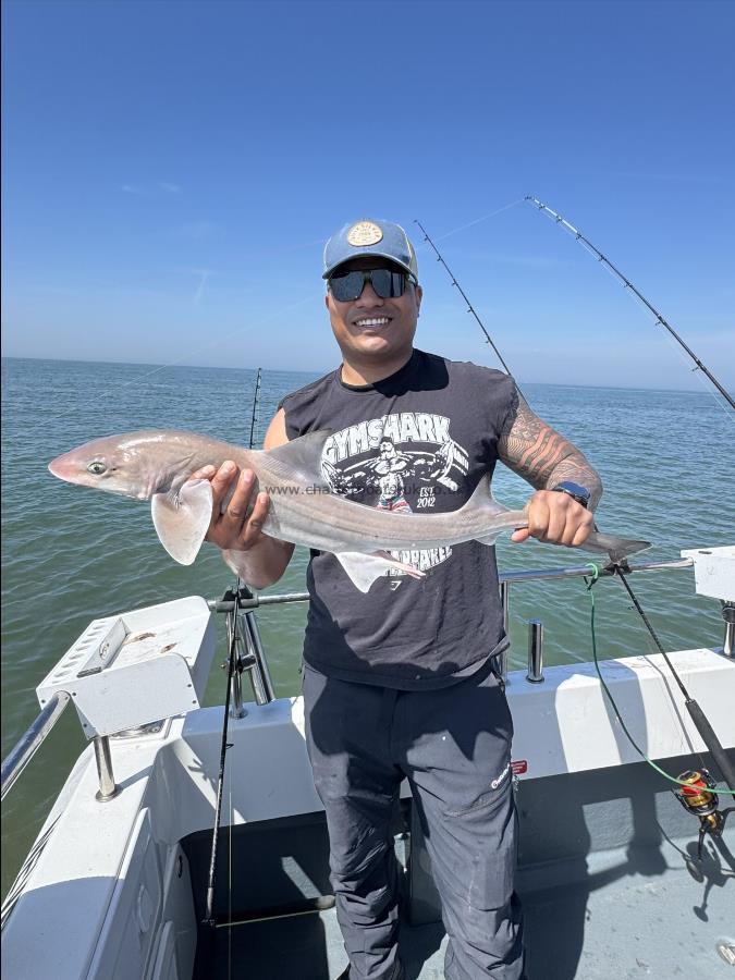 6 lb Starry Smooth-hound by Ty