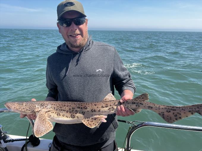 8 lb Bull Huss by Unknown