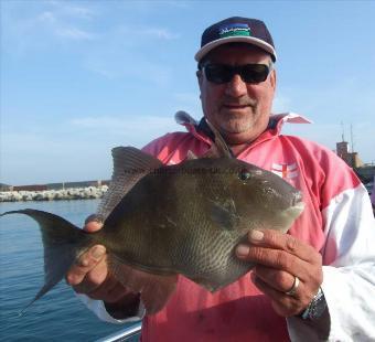 2 lb 12 oz Trigger Fish by Steve Clements