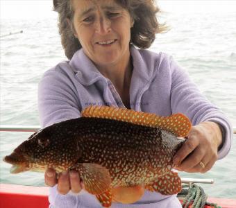 3 lb Ballan Wrasse by penny duke