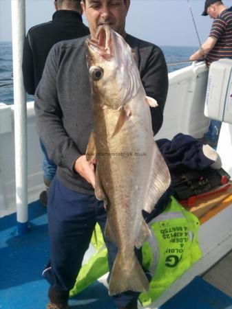 15 lb 6 oz Pollock by Ben's Mate