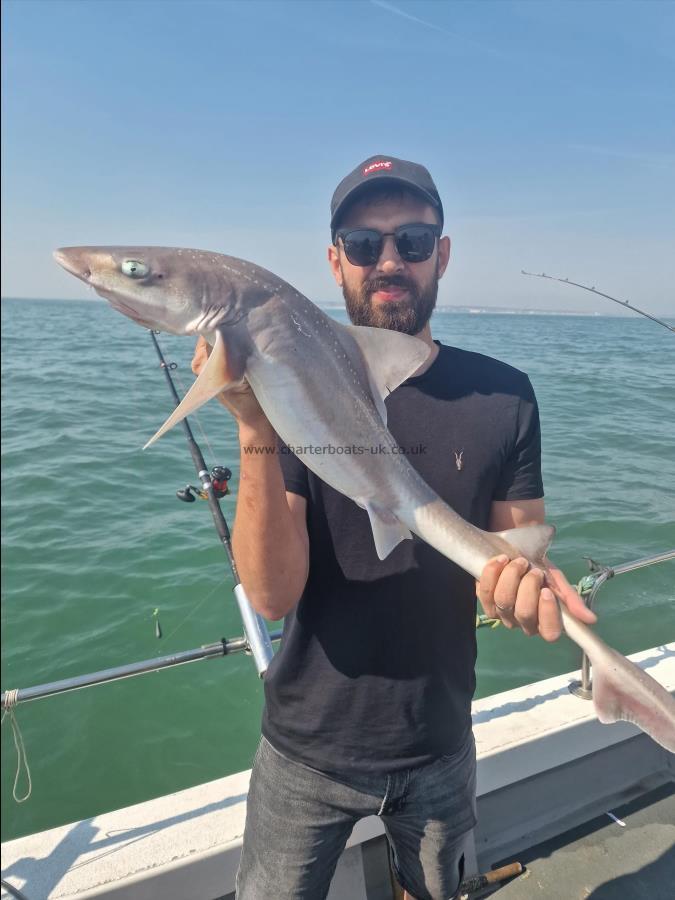 9 lb Starry Smooth-hound by Glen