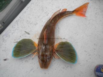 1 lb 14 oz Tub Gurnard by Damien Mc S