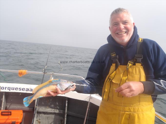 1 lb 5 oz Cuckoo Wrasse by John.