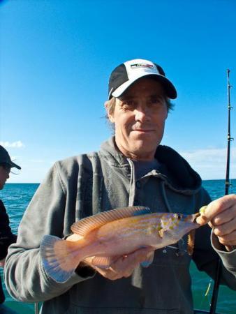 1 lb Cuckoo Wrasse by John Little