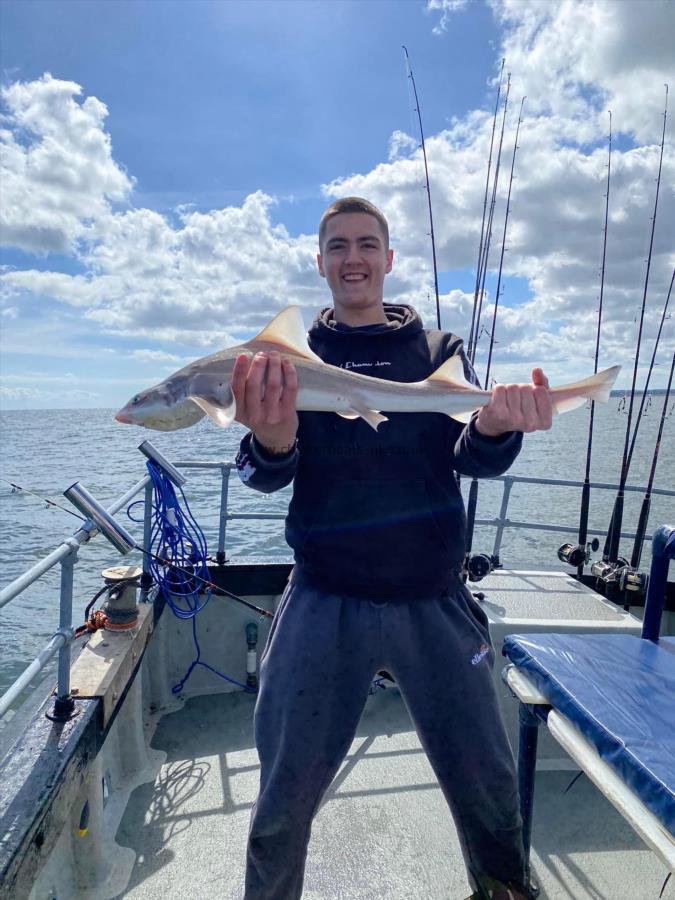 4 lb Smooth-hound by Unknown