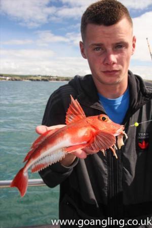 1 lb Red Gurnard by Dave