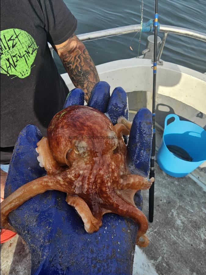 2 lb Octopus by Unknown
