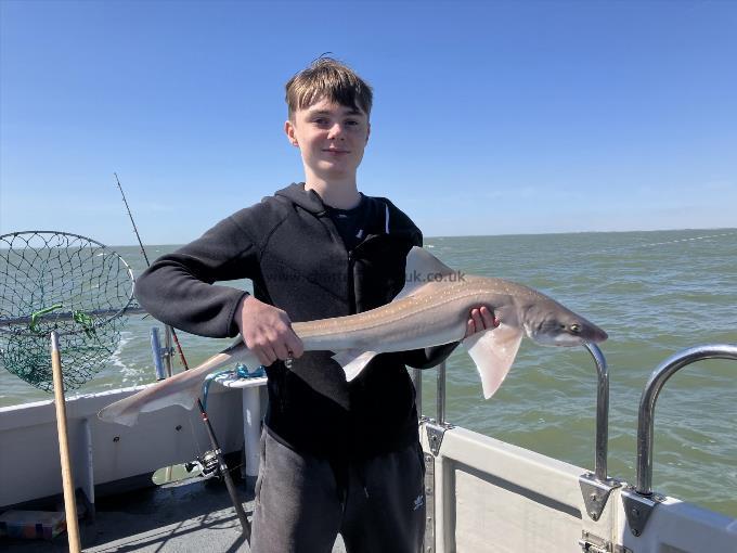 9 lb Smooth-hound by Unknown