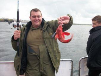 1 lb Red Gurnard by Unknown