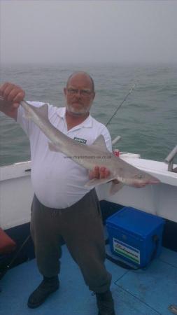 8 lb Starry Smooth-hound by tim