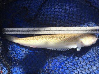 2 lb 4 oz Greater Weever by Del
