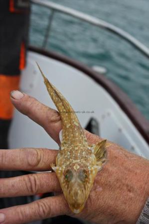 5 oz Dragonet by Dennis