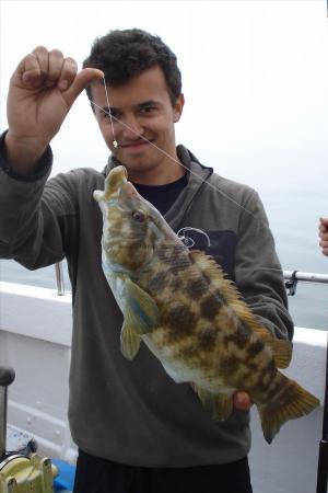 4 lb 6 oz Ballan Wrasse by izzy