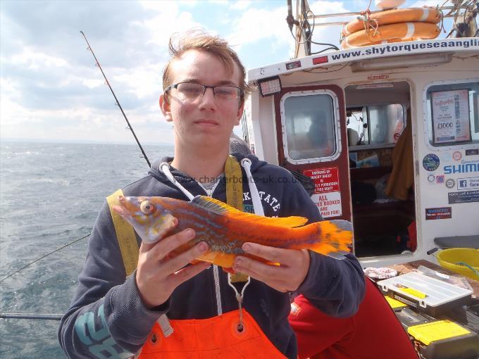 1 lb 8 oz Cuckoo Wrasse by Unknown