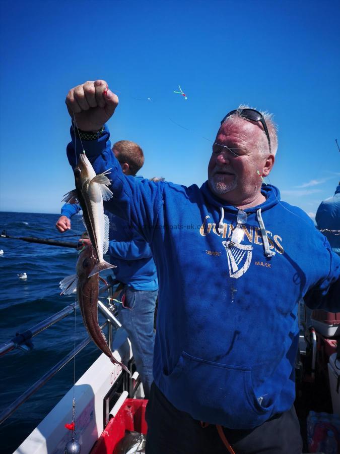 1 lb Grey Gurnard by Unknown