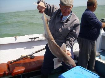 9 lb 2 oz Starry Smooth-hound by Unknown