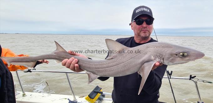 11 lb 2 oz Smooth-hound (Common) by Dave