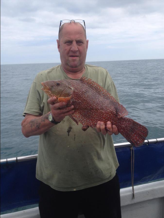 6 lb 8 oz Ballan Wrasse by Paul