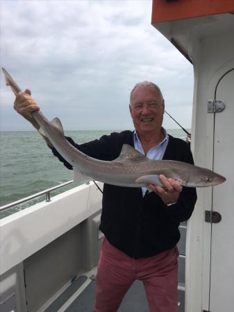 11 lb Smooth-hound (Common) by Unknown