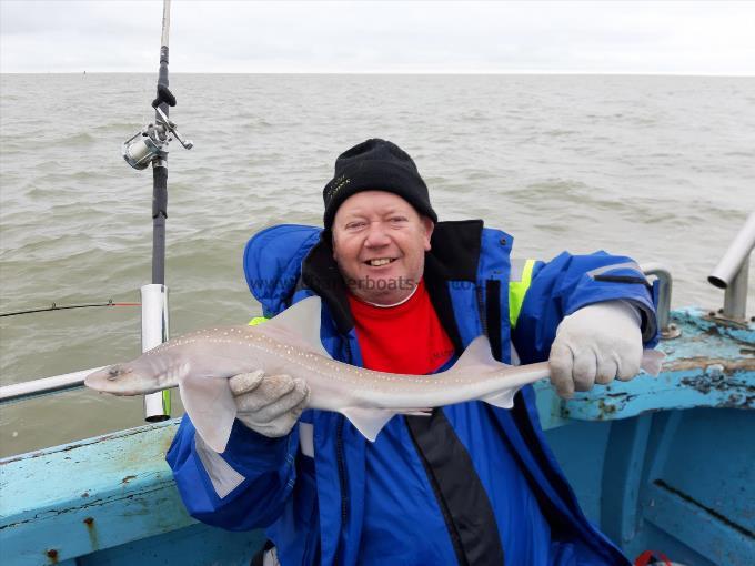 4 lb Starry Smooth-hound by Shawn