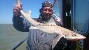 5 lb 4 oz Starry Smooth-hound by Pete the pirate,