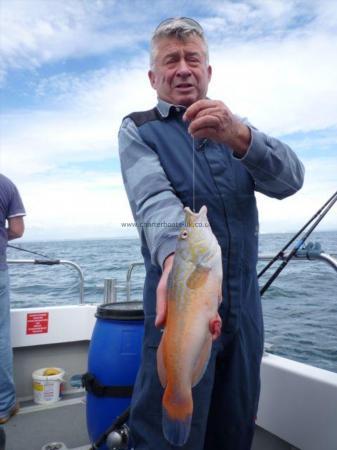 1 lb 12 oz Cuckoo Wrasse by Simon