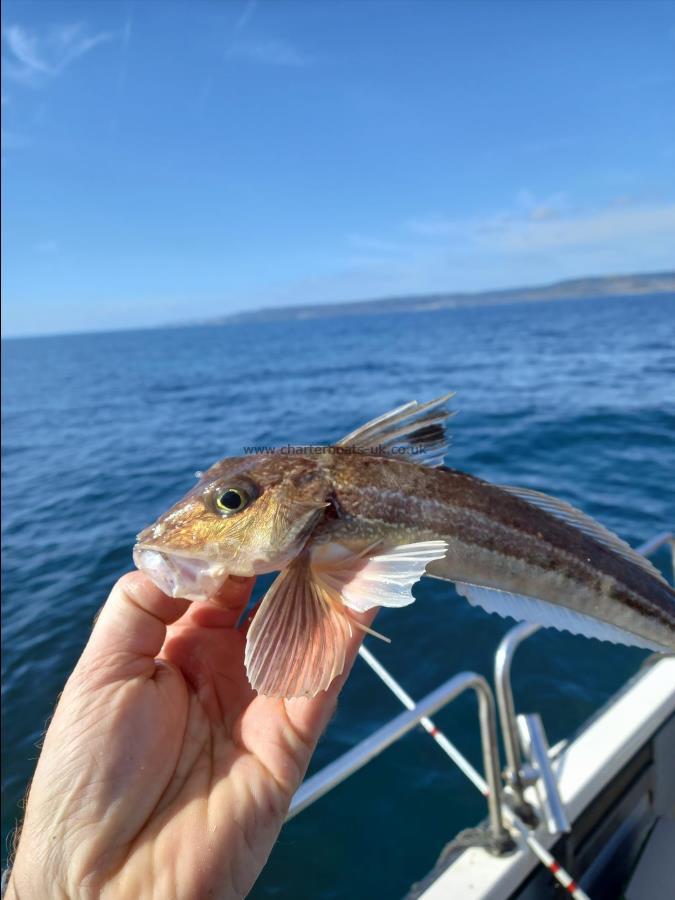 10 oz Grey Gurnard by Unknown