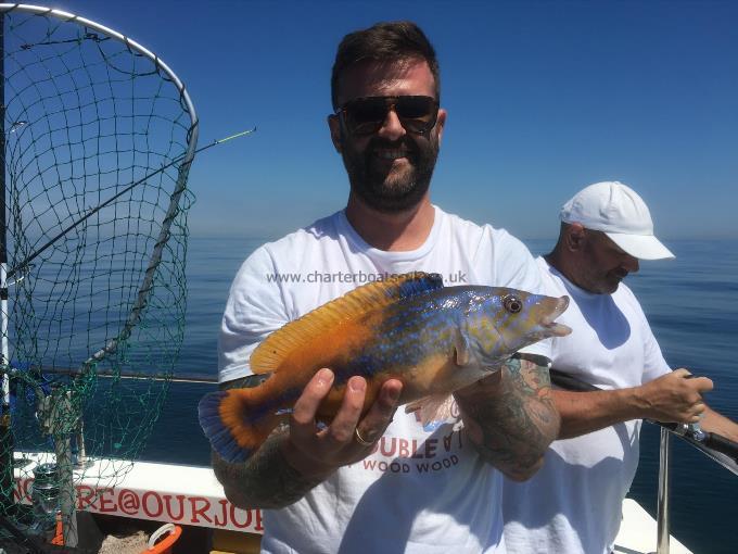 1 lb 13 oz Cuckoo Wrasse by Unknown