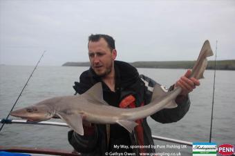 14 lb Starry Smooth-hound by Mark