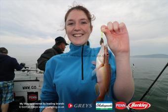 1 lb Cuckoo Wrasse by Amelia