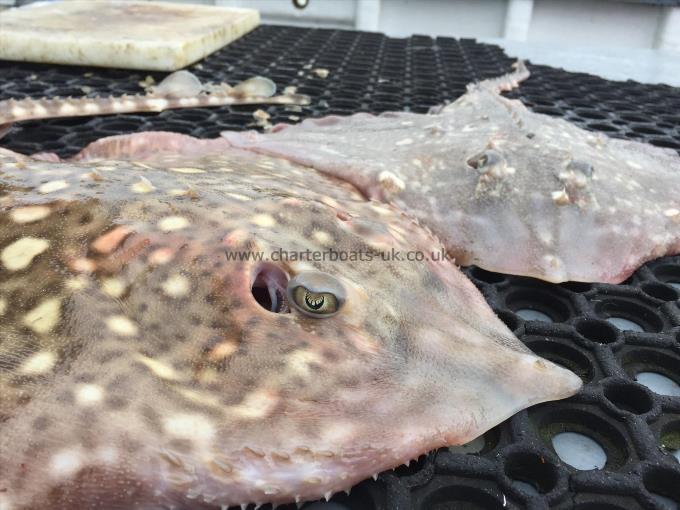 4 lb Thornback Ray by Unknown