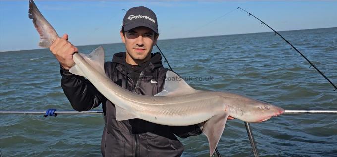 9 lb Smooth-hound by Unknown
