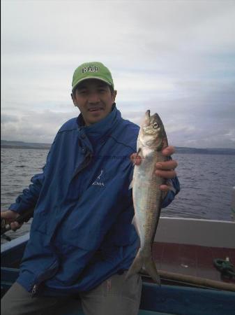 2 lb 4 oz Twaite Shad by celio lappao