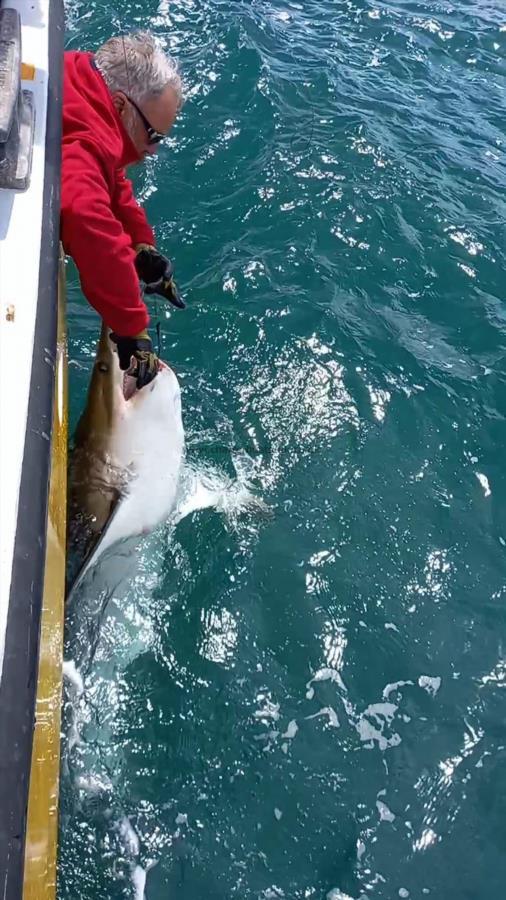 250 lb Porbeagle by Craig