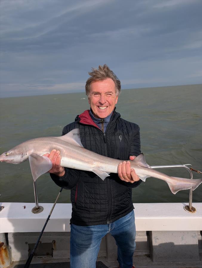 8 lb Starry Smooth-hound by Mario