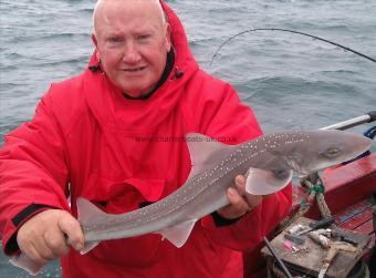 5 lb Starry Smooth-hound by tam mckracken