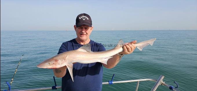 7 lb 4 oz Starry Smooth-hound by Steve