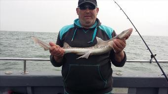 5 lb 8 oz Starry Smooth-hound by Peter