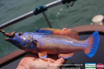 1 lb Cuckoo Wrasse by Alan