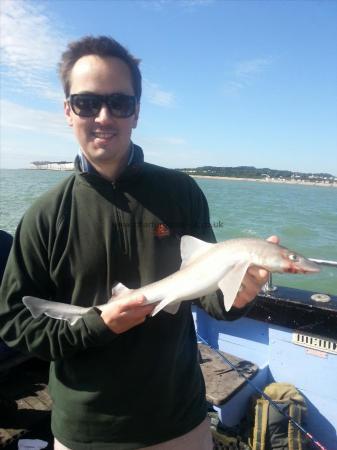 3 lb Starry Smooth-hound by Neal