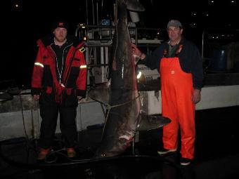 180 Kg Porbeagle by Ross Mackay