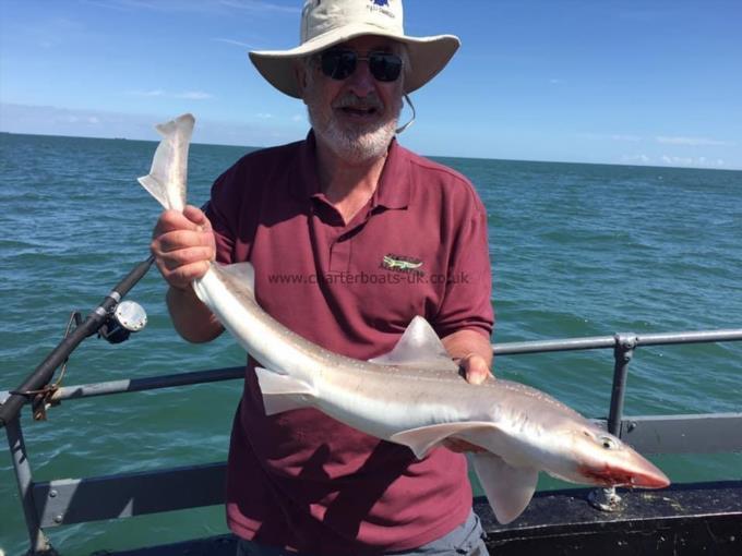 7 lb Smooth-hound (Common) by Unknown