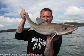 8 lb Starry Smooth-hound by Tojo