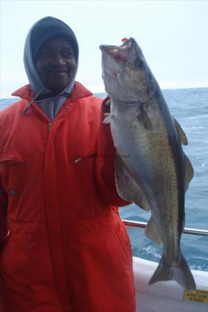 8 lb 8 oz Pollock by Wolsey